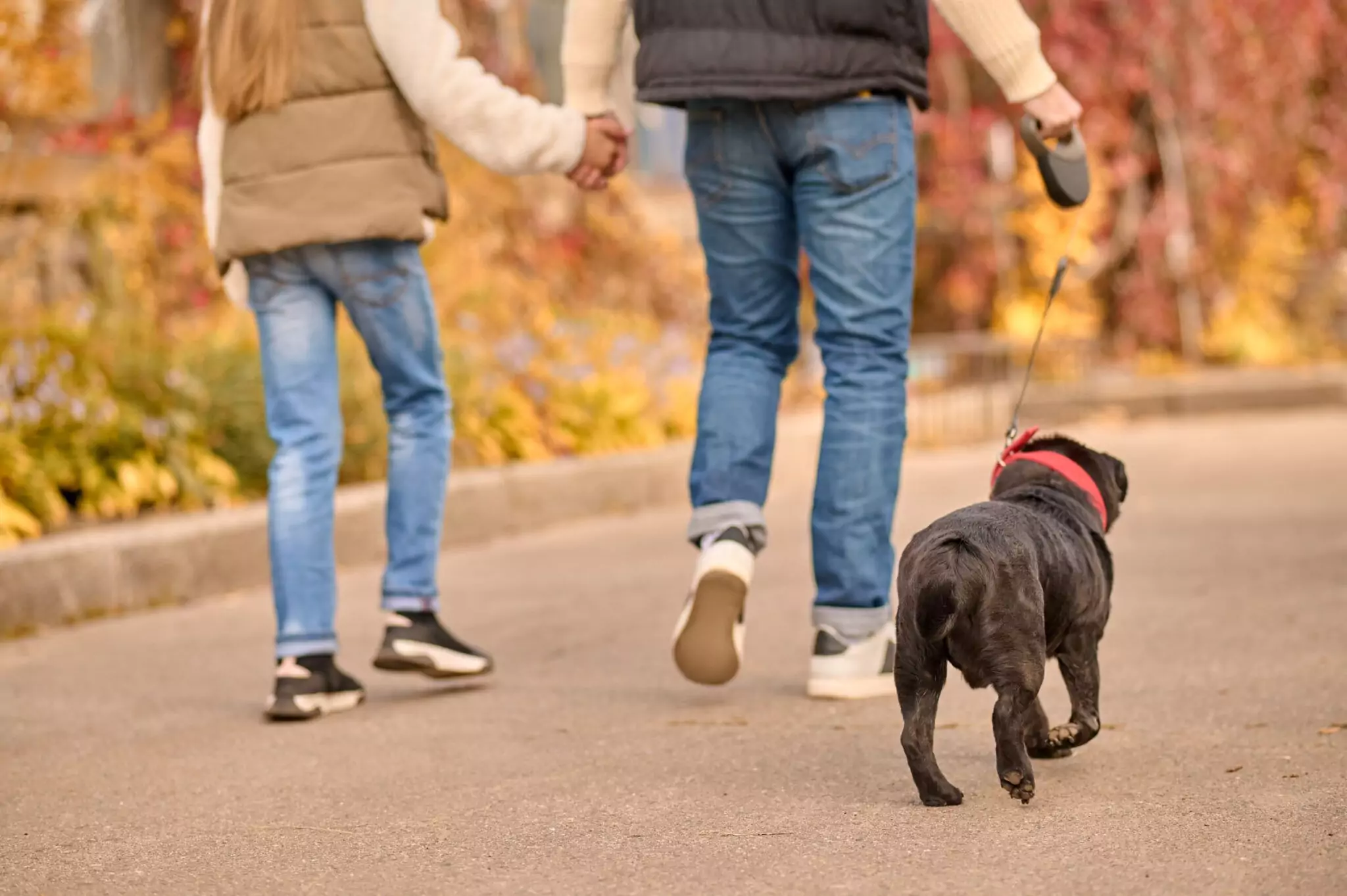 A dog being walked on a paved path